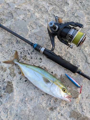 ワカシの釣果