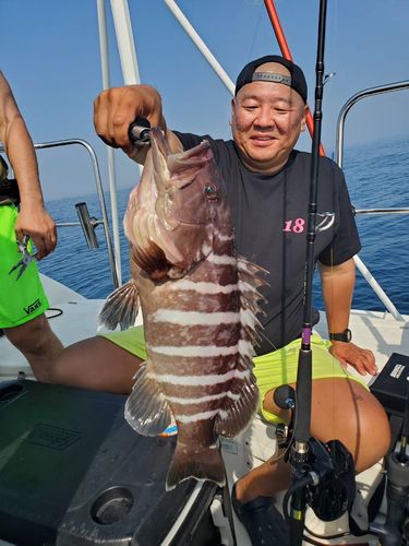 マハタの釣果