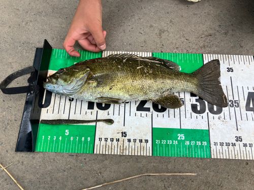 スモールマウスバスの釣果
