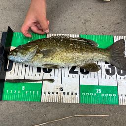 スモールマウスバス