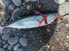 オオモンハタの釣果