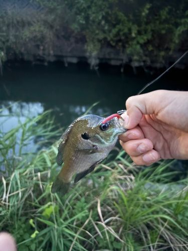 ブルーギルの釣果