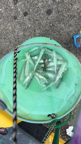 サバの釣果