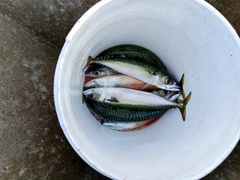 サバの釣果