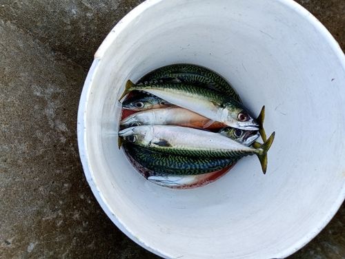 サバの釣果
