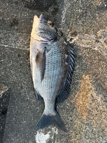 チヌの釣果