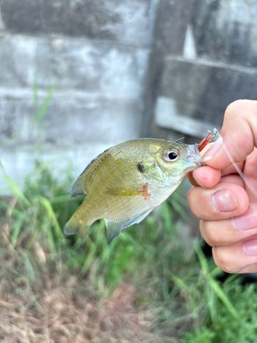ブルーギルの釣果