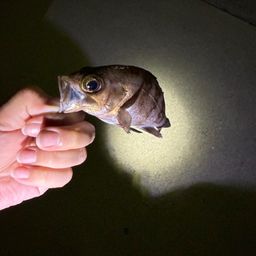 メバル
