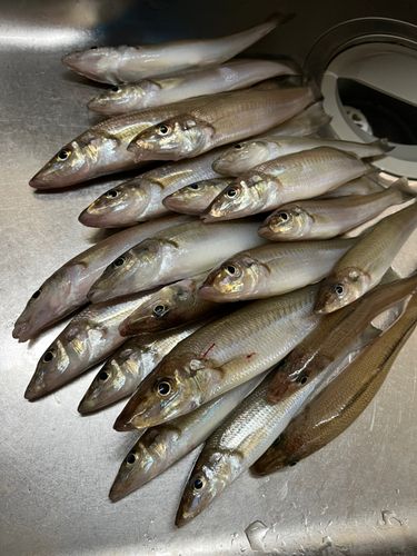 キスの釣果