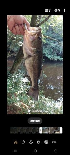 ブラックバスの釣果