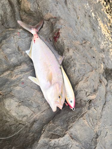 ネリゴの釣果