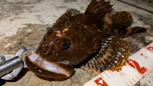 カジカの釣果