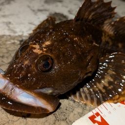 カジカ