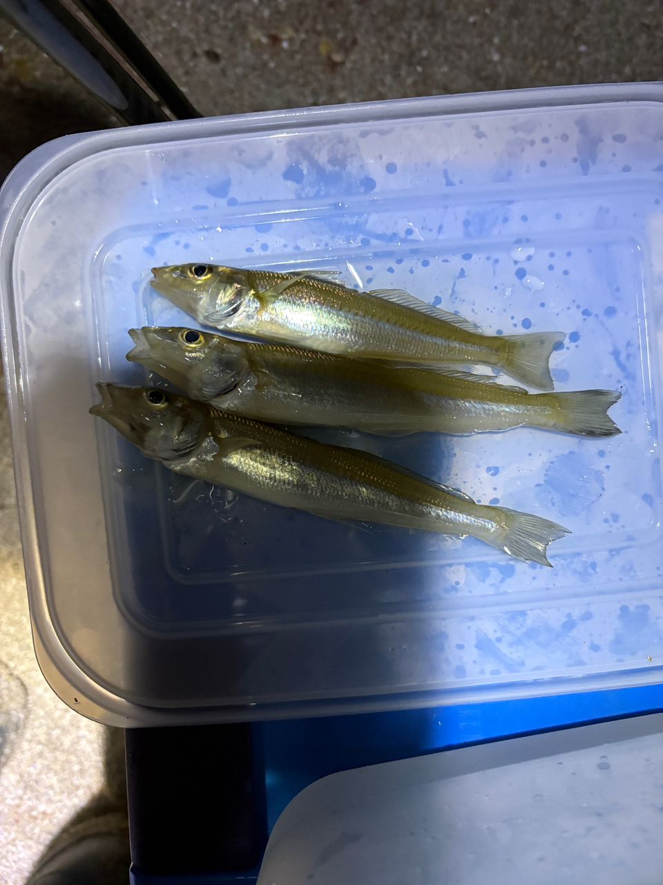シロギス