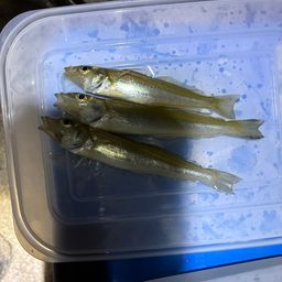 シロギス