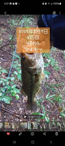 ブラックバスの釣果