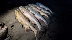 サケの釣果