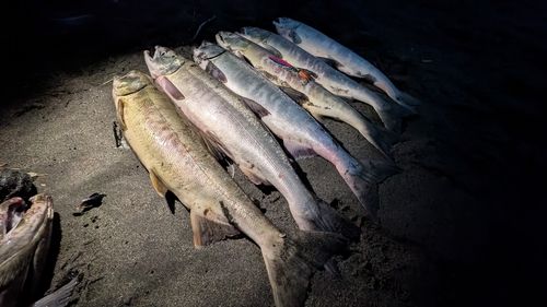 サケの釣果
