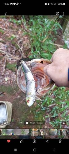 ブラックバスの釣果