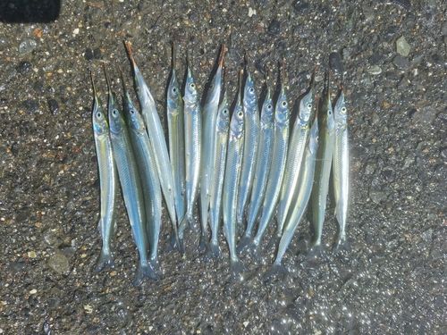 サヨリの釣果