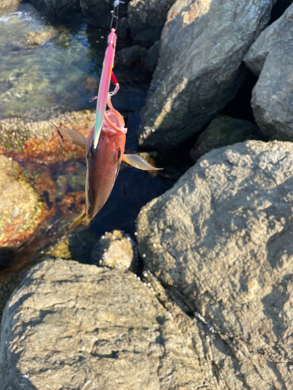 ヨコスジフエダイ