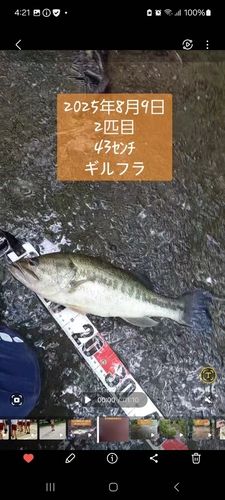 ブラックバスの釣果