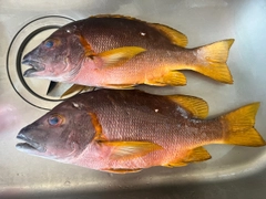 シブダイの釣果