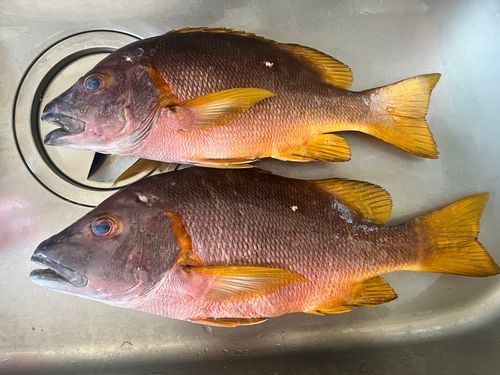 シブダイの釣果