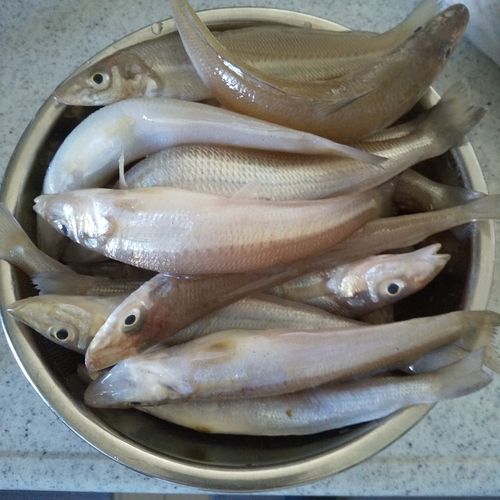 シロギスの釣果