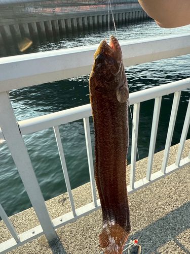 ギンポの釣果
