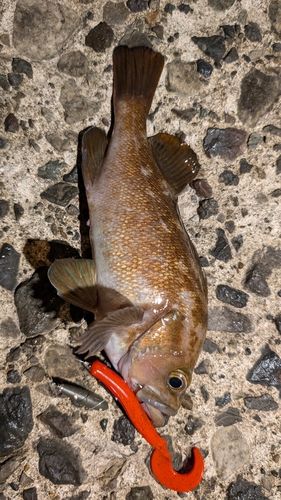 エゾメバルの釣果
