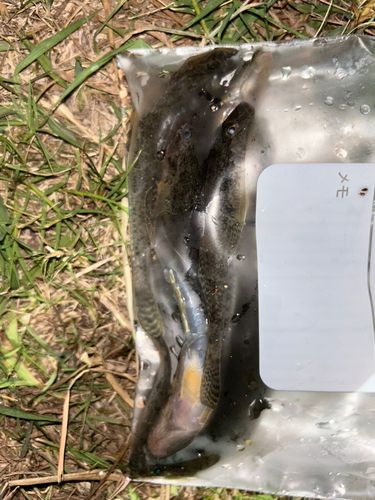 ハゼの釣果