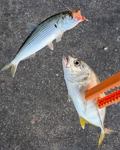 由比漁港