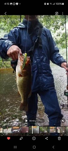 ブラックバスの釣果