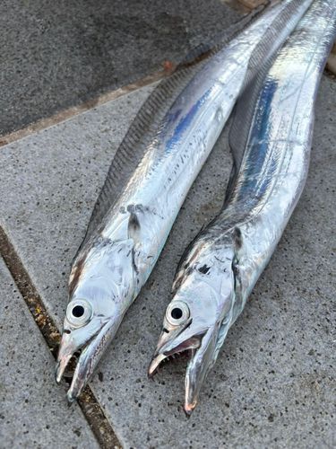 タチウオの釣果