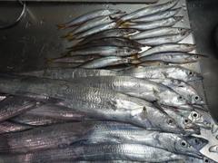 タチウオの釣果