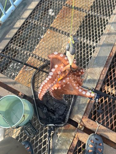 タコの釣果