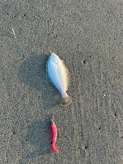 ソゲの釣果