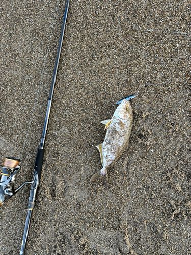 ショゴの釣果