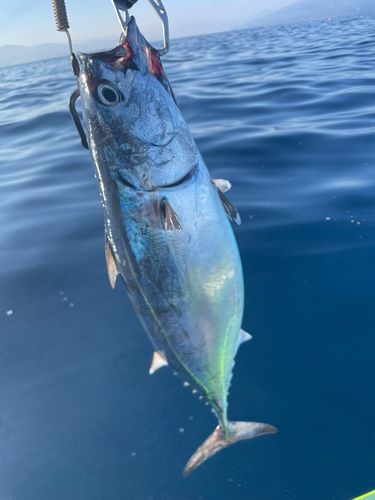 カツオの釣果