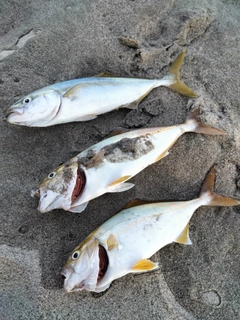 ショゴの釣果