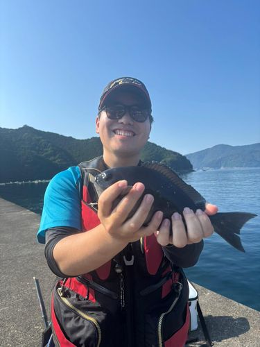 グレの釣果
