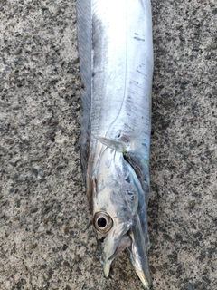 タチウオの釣果