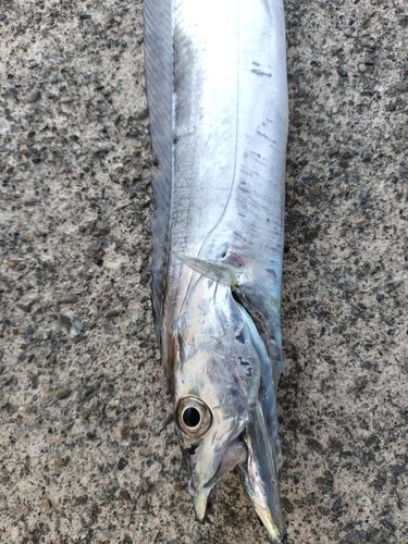 タチウオの釣果