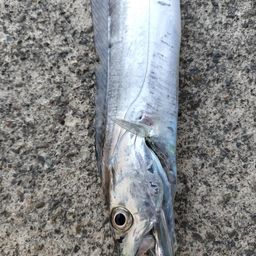 タチウオ