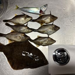 クロガシラガレイ
