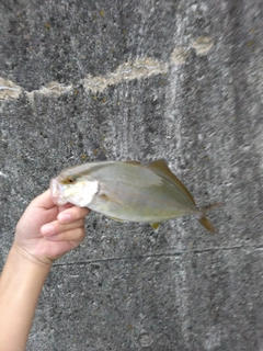 ショゴの釣果