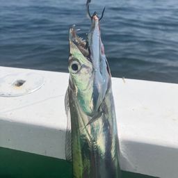 タチウオ