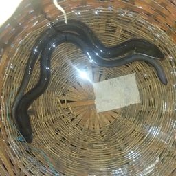 ウナギ