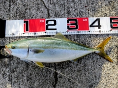 ヤズの釣果